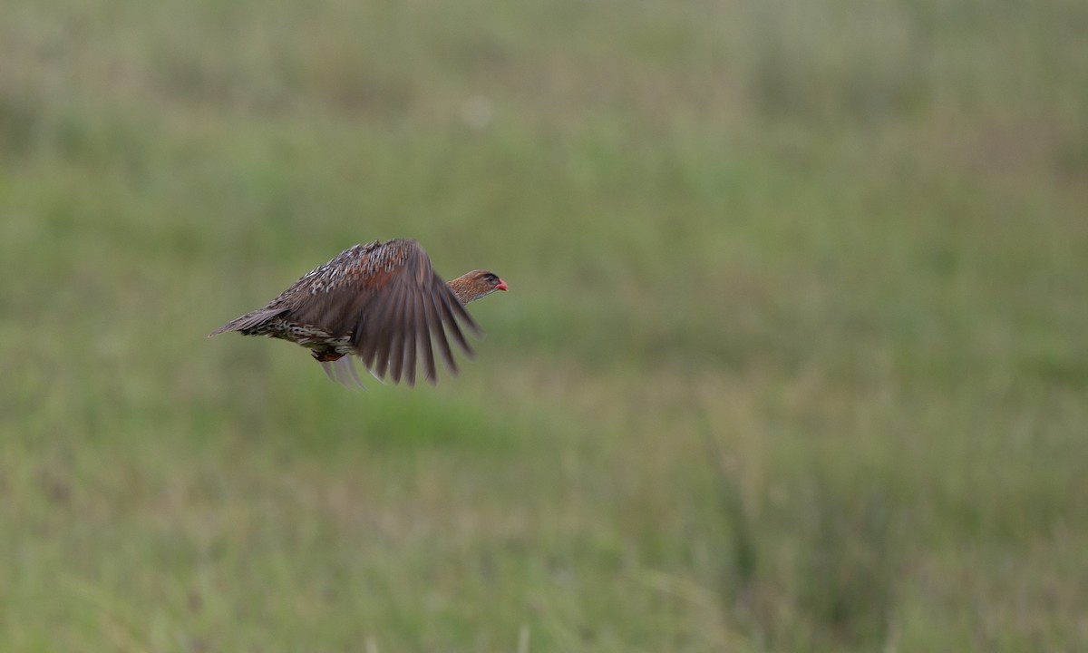 Chestnut-naped Spurfowl (Northern) - ML623087221