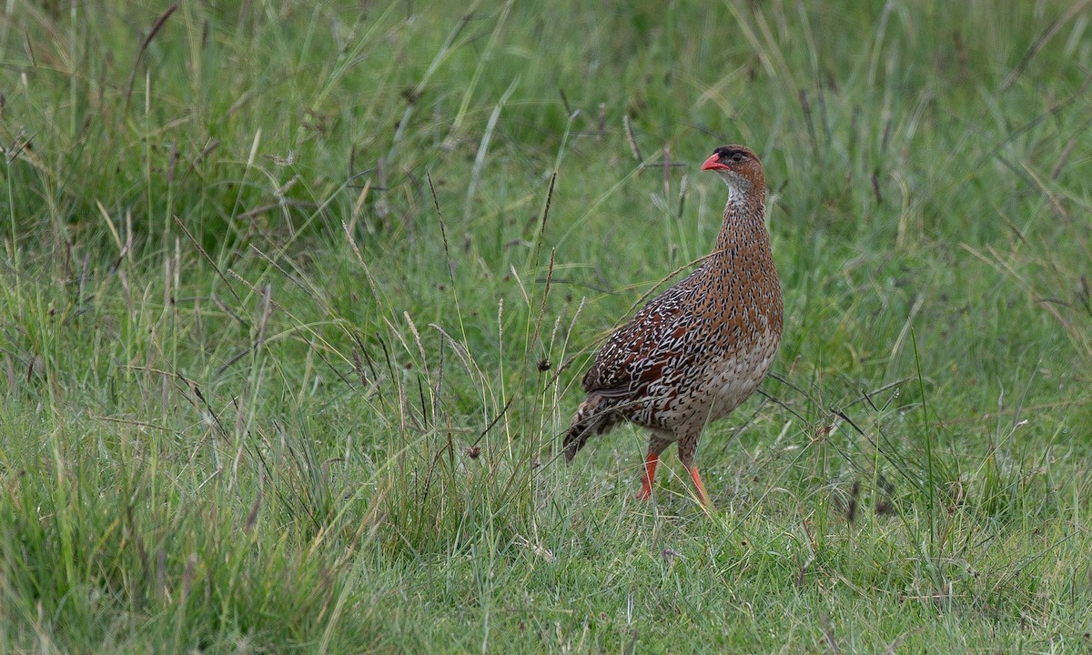 Chestnut-naped Spurfowl (Northern) - ML623087222