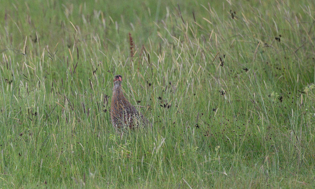 Chestnut-naped Spurfowl (Northern) - ML623087223