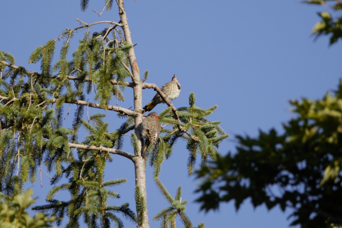 Northern Flicker - ML623087263