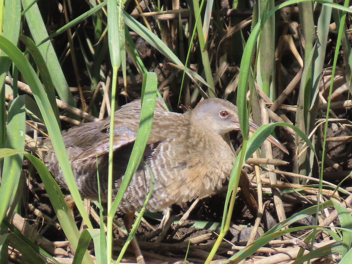 Clapper Rail - ML623087292