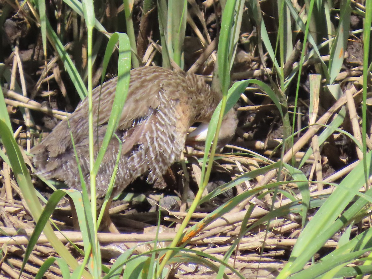 Clapper Rail - ML623087306