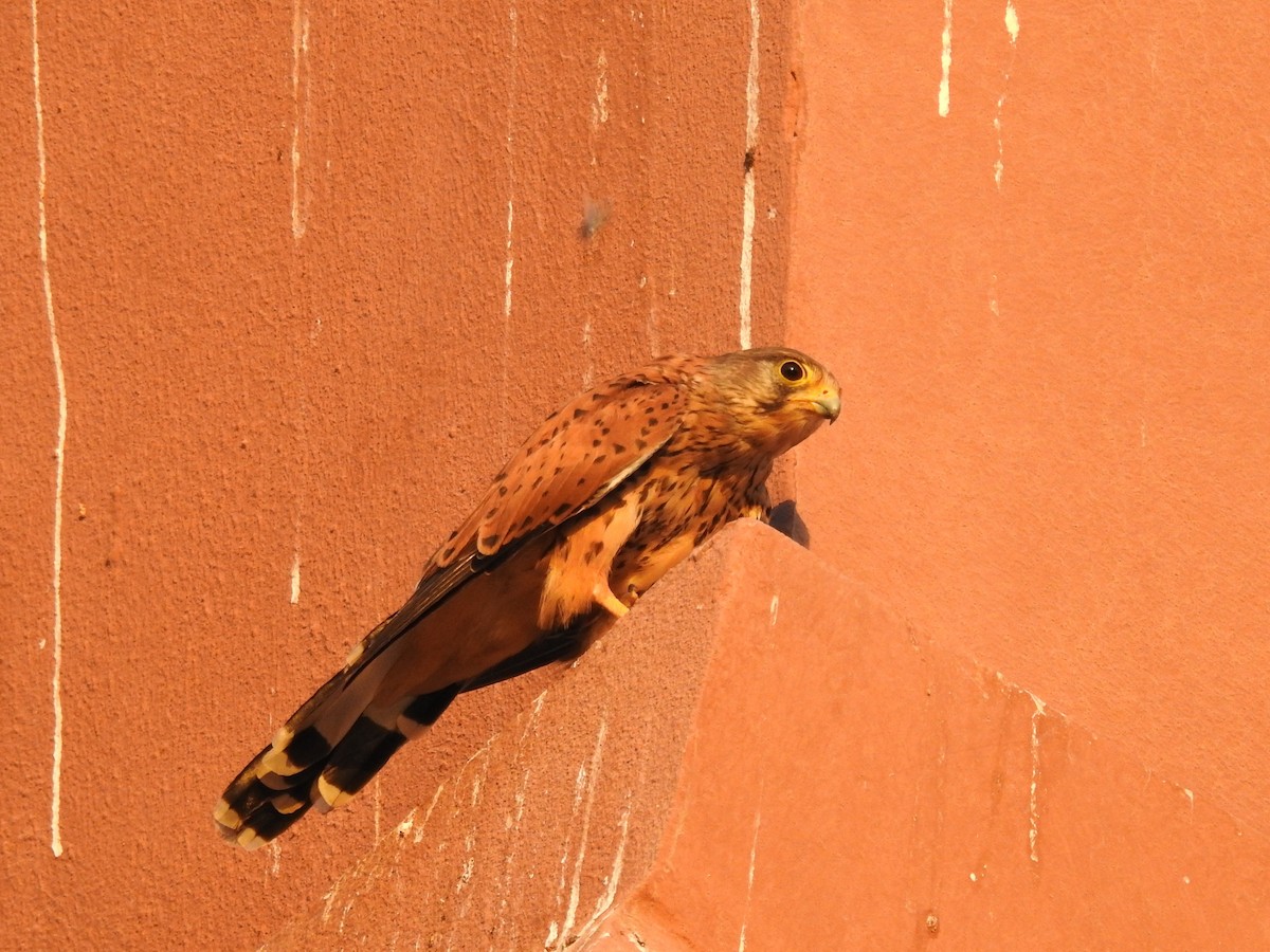 Eurasian Kestrel - ML623087307