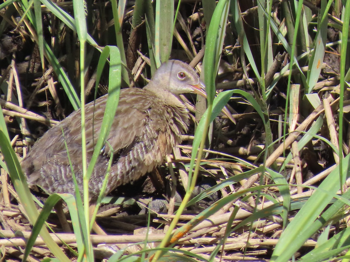 Clapper Rail - ML623087330