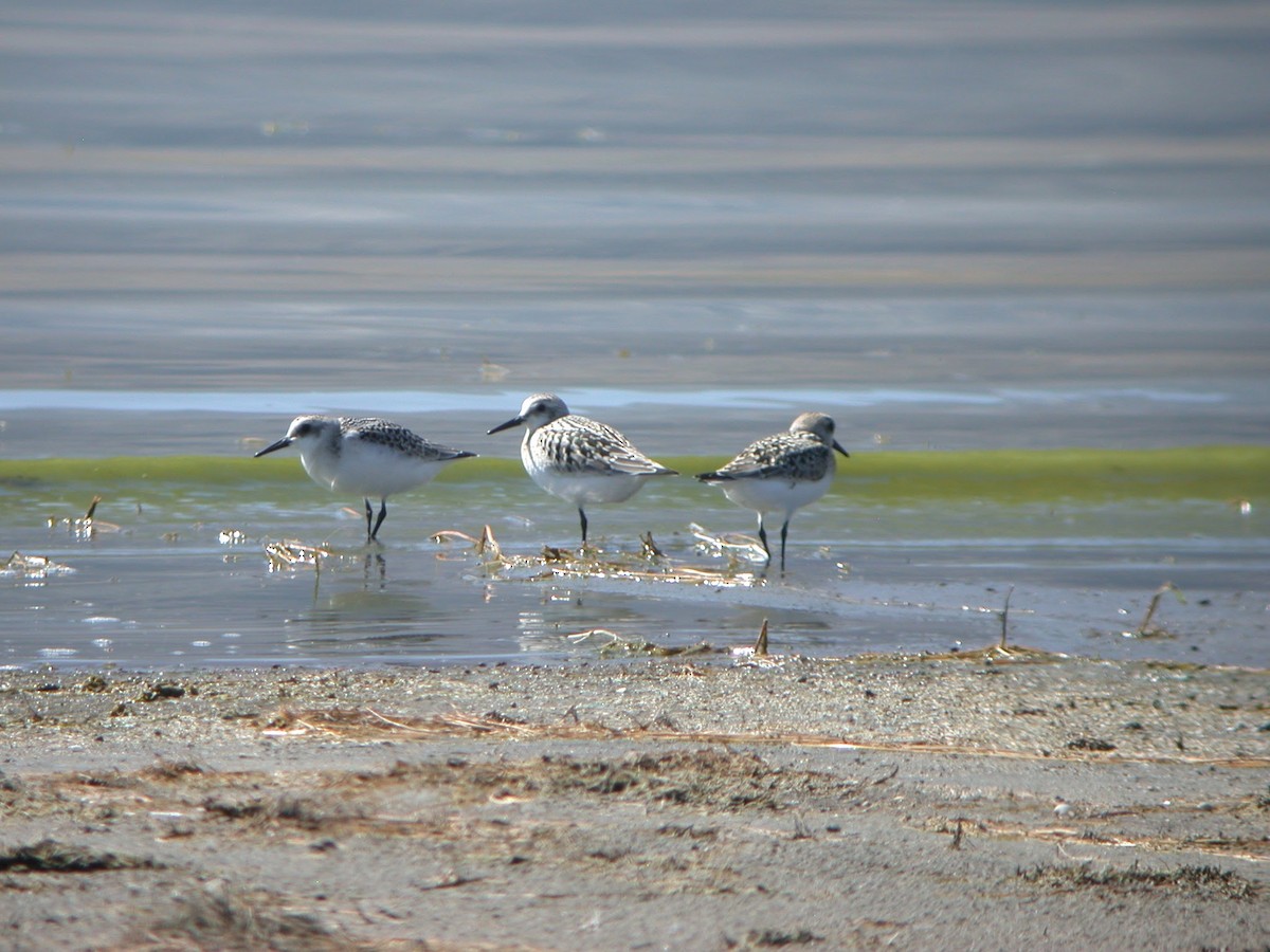 Sanderling - ML623087334