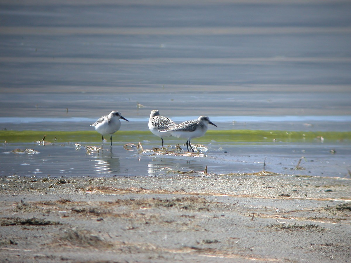 Sanderling - Chris Howard