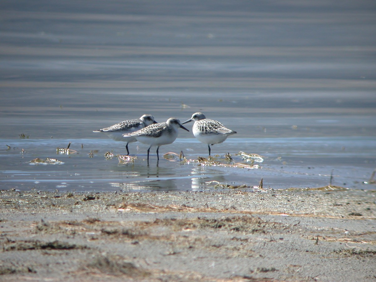 Sanderling - ML623087340