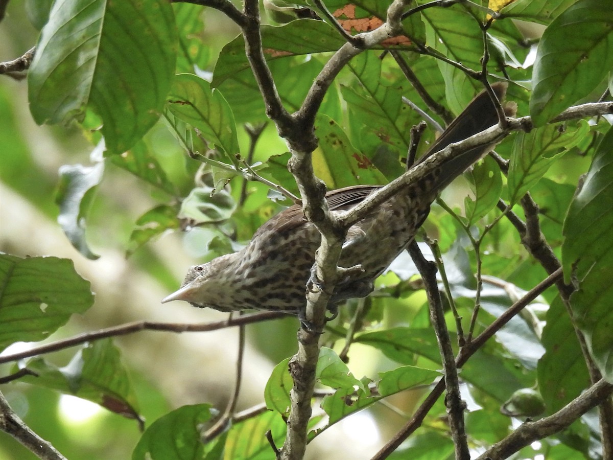 Thrush-like Wren - ML623087362