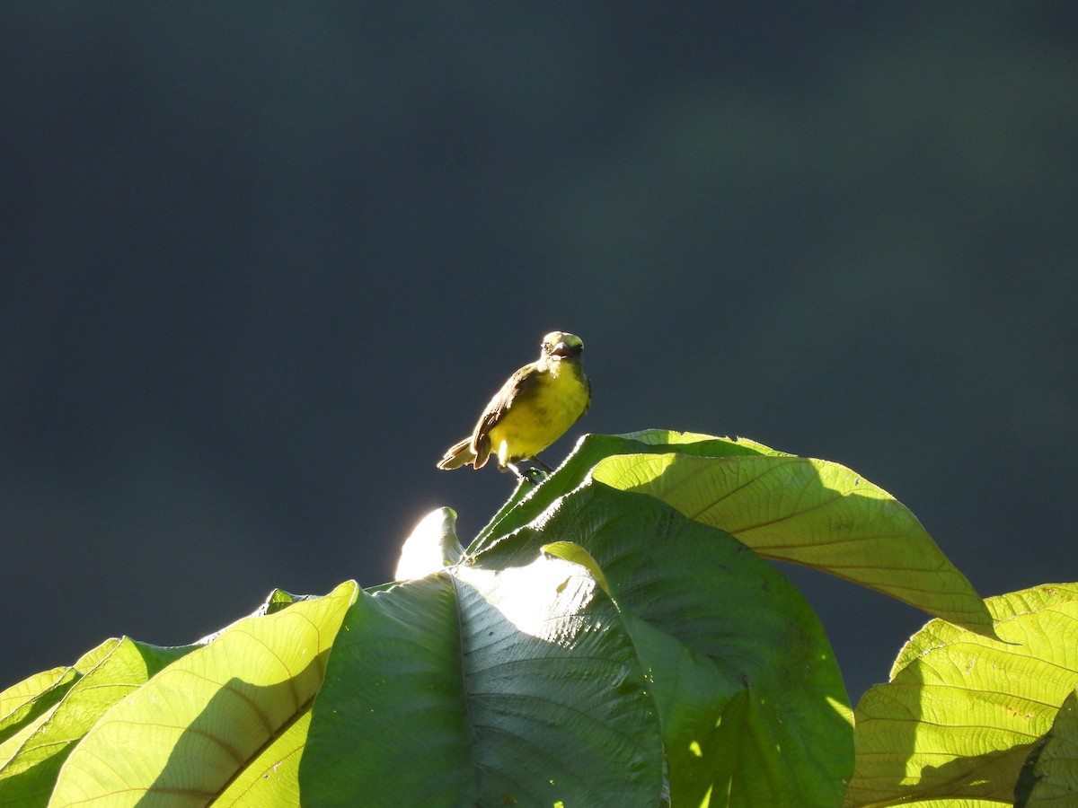 Lemon-browed Flycatcher - ML623087451