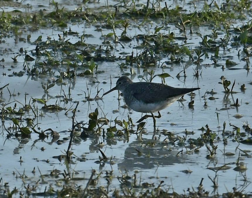 Solitary Sandpiper - ML623087527