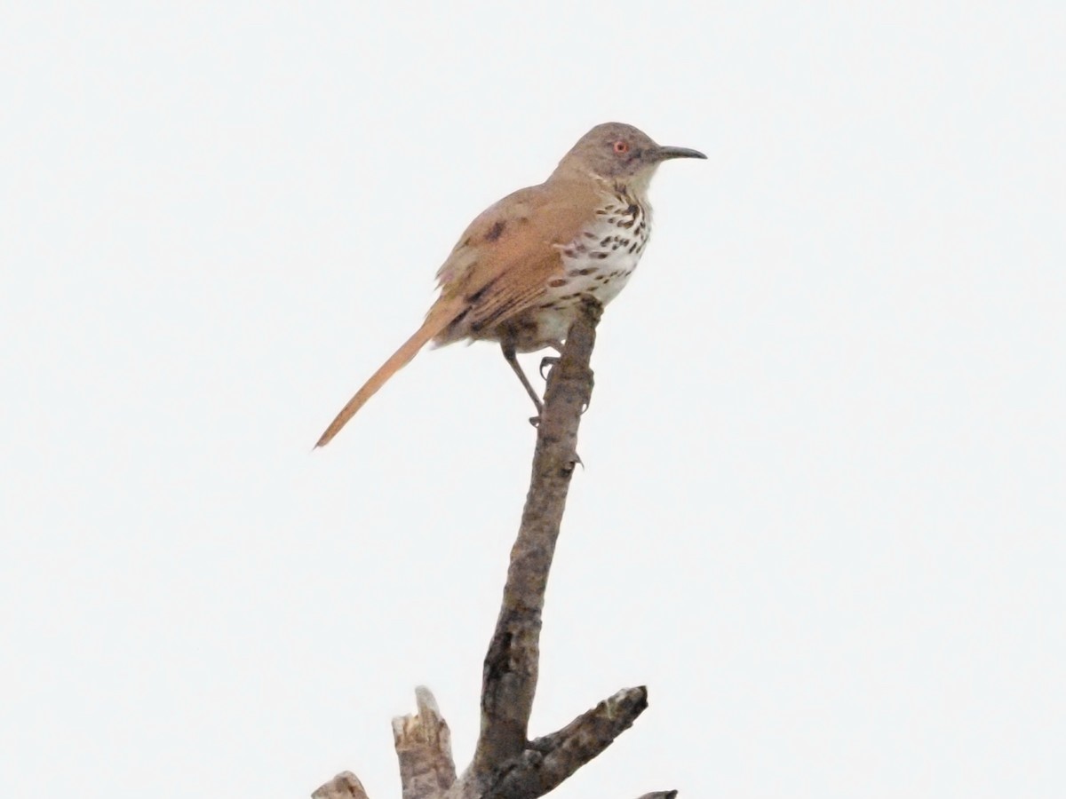 Long-billed Thrasher - ML623087560