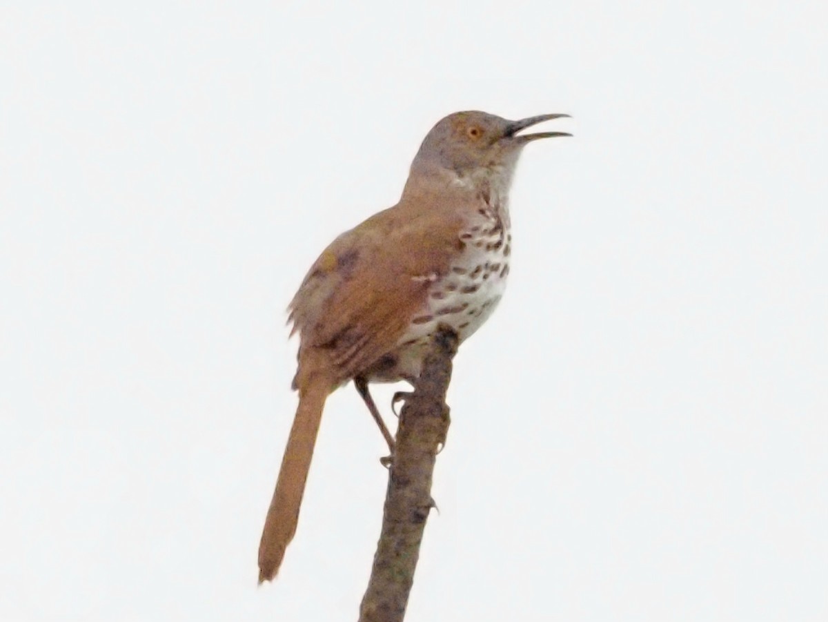 Long-billed Thrasher - ML623087561