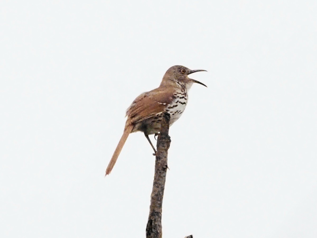 Long-billed Thrasher - ML623087564