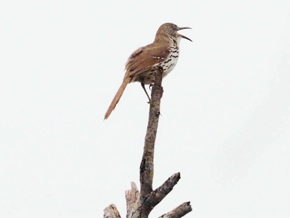 Long-billed Thrasher - ML623087565