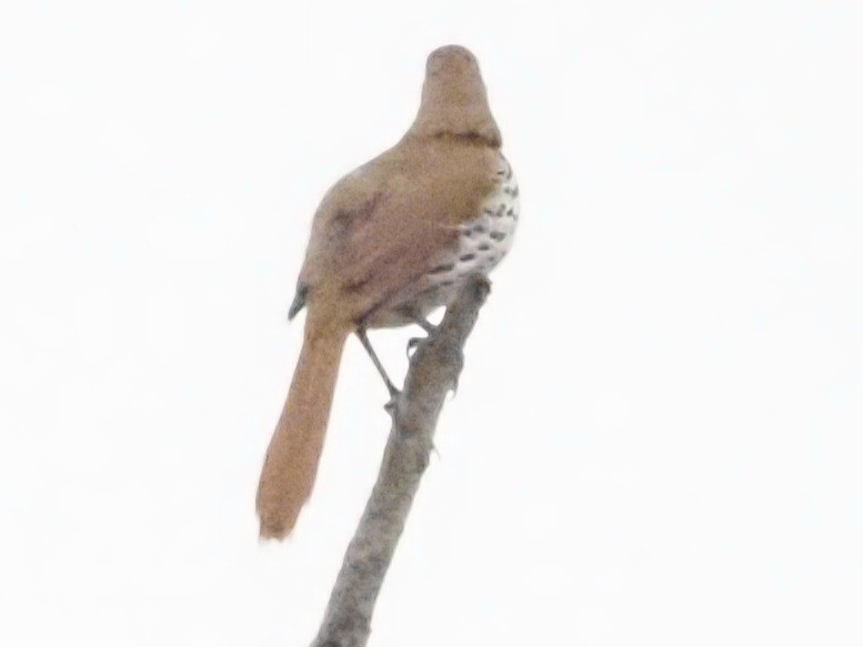 Long-billed Thrasher - ML623087566