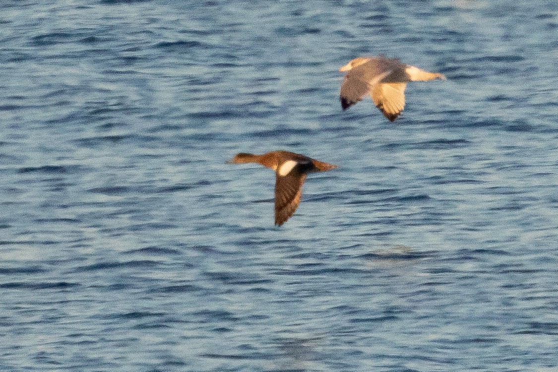 American Wigeon - Keith Pritchard
