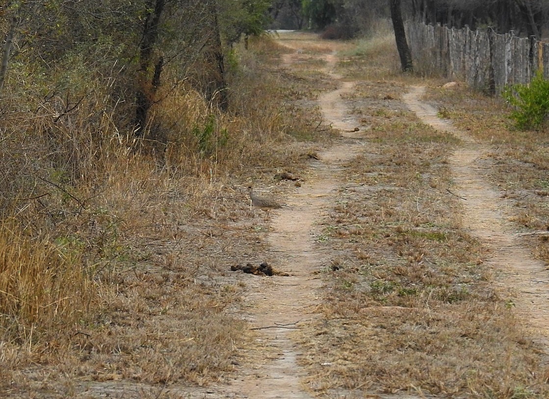 Brushland Tinamou - ML623087576