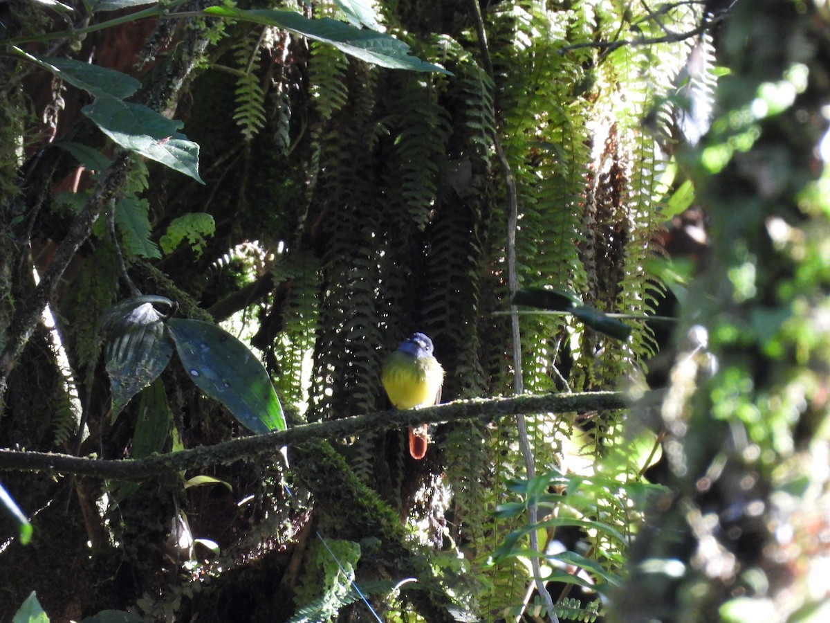 Ornate Flycatcher - Bev Agler