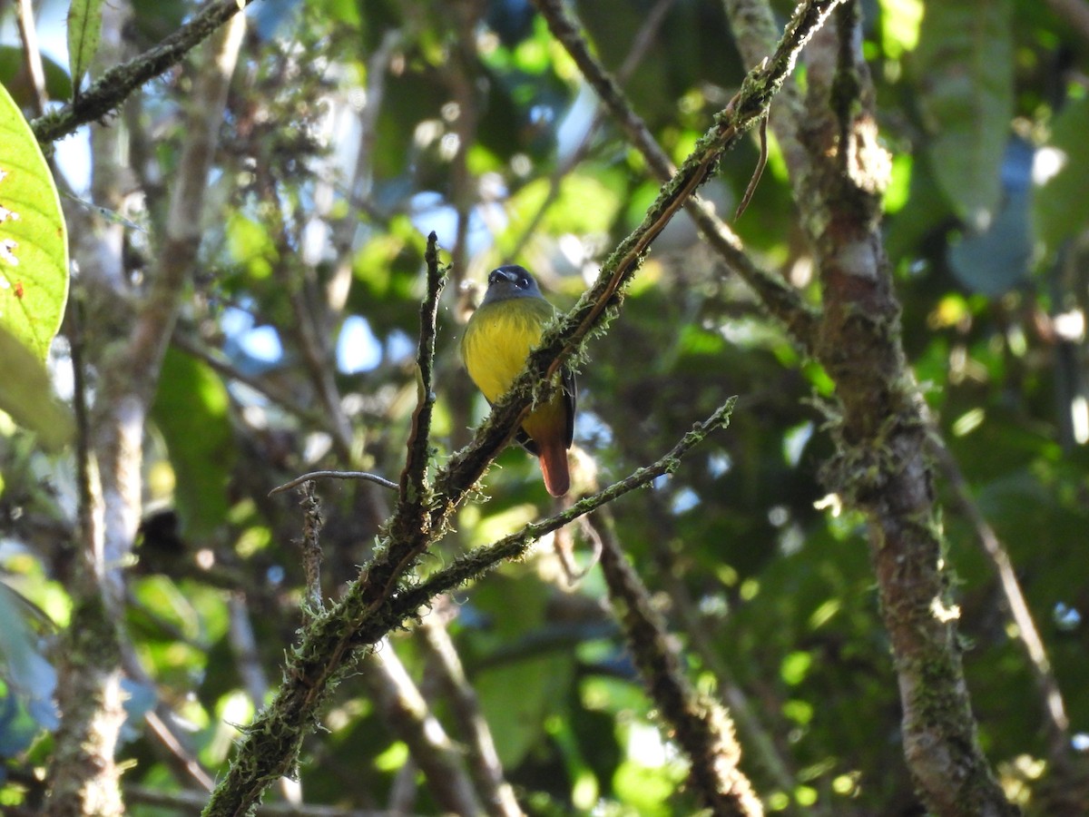 Ornate Flycatcher - ML623087598