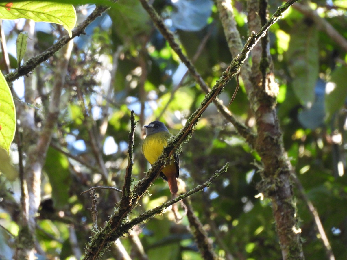 Ornate Flycatcher - ML623087599