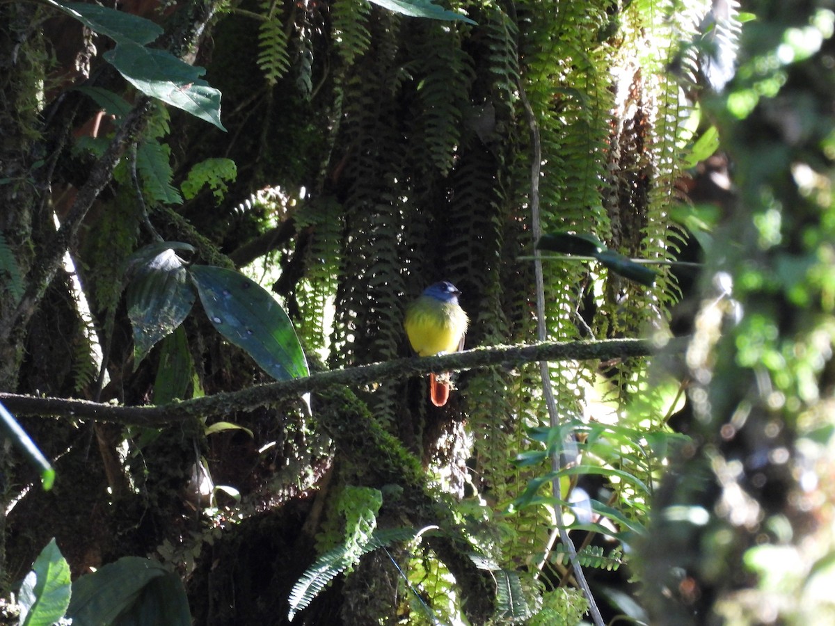 Ornate Flycatcher - ML623087600