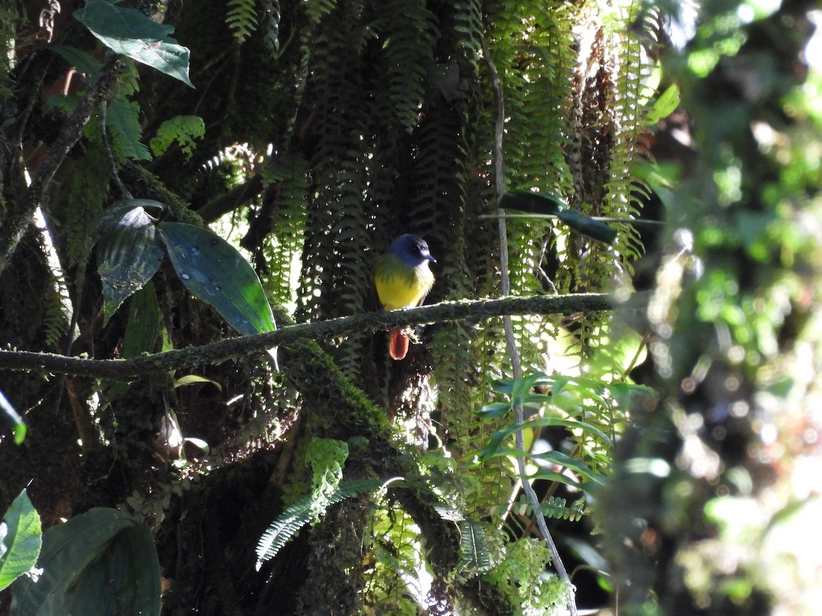 Ornate Flycatcher - ML623087601