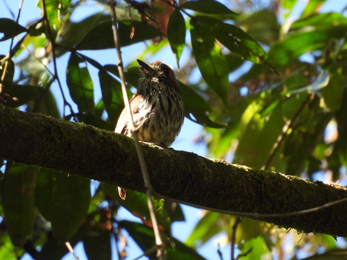 Lanceolated Monklet - ML623087619