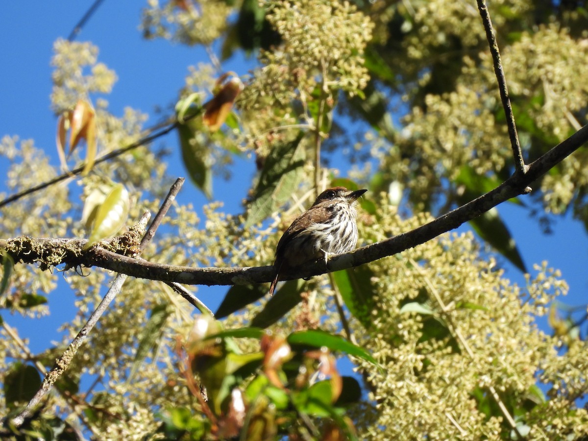 Lanceolated Monklet - Bev Agler