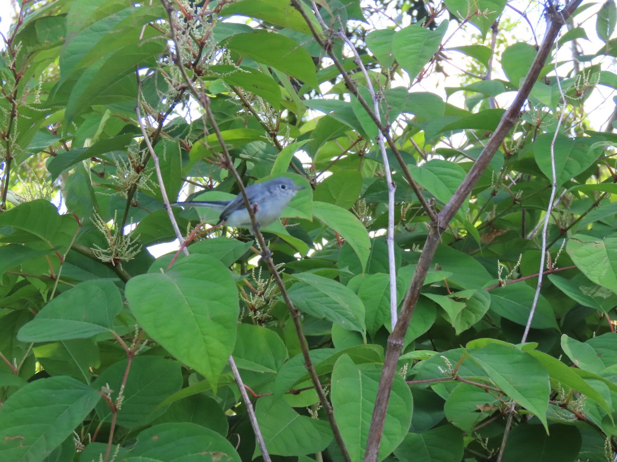 Blue-gray Gnatcatcher - ML623087655