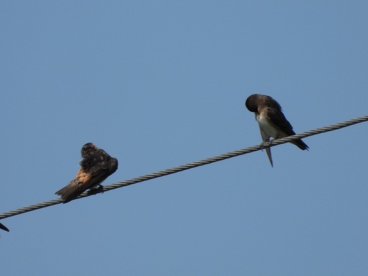 Cliff Swallow - ML623087667