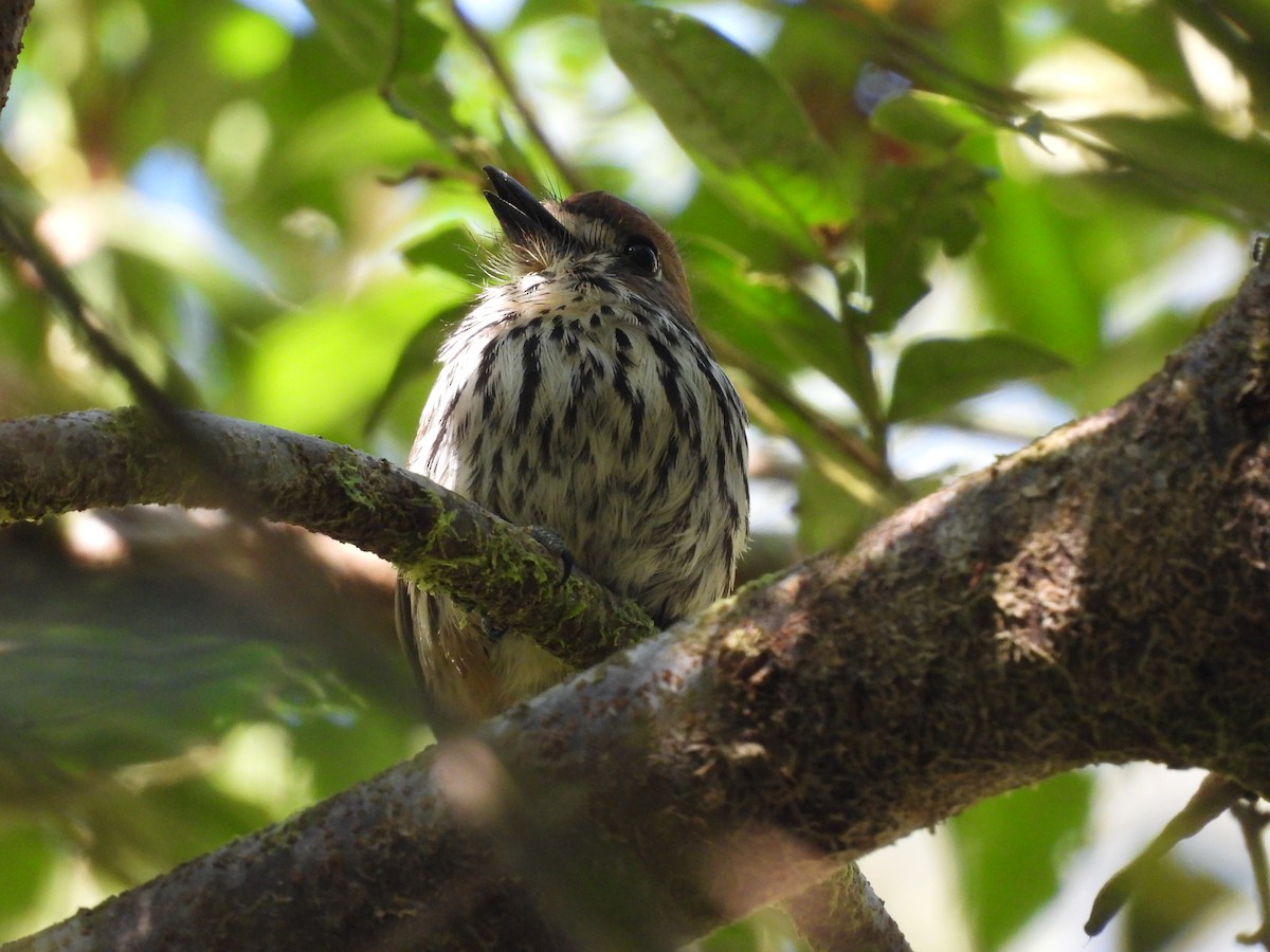 Lanceolated Monklet - ML623087673