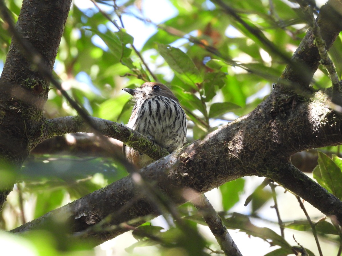 Lanceolated Monklet - ML623087674