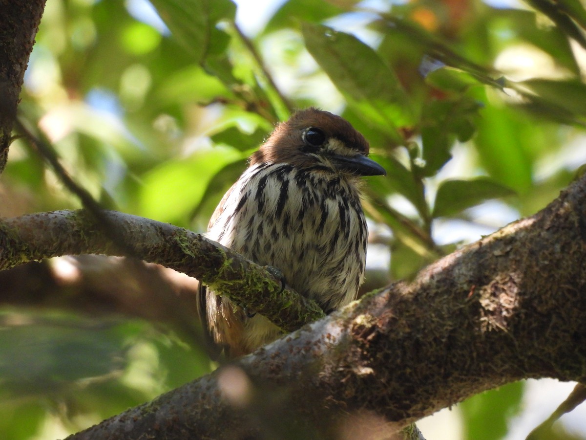 Lanceolated Monklet - ML623087675