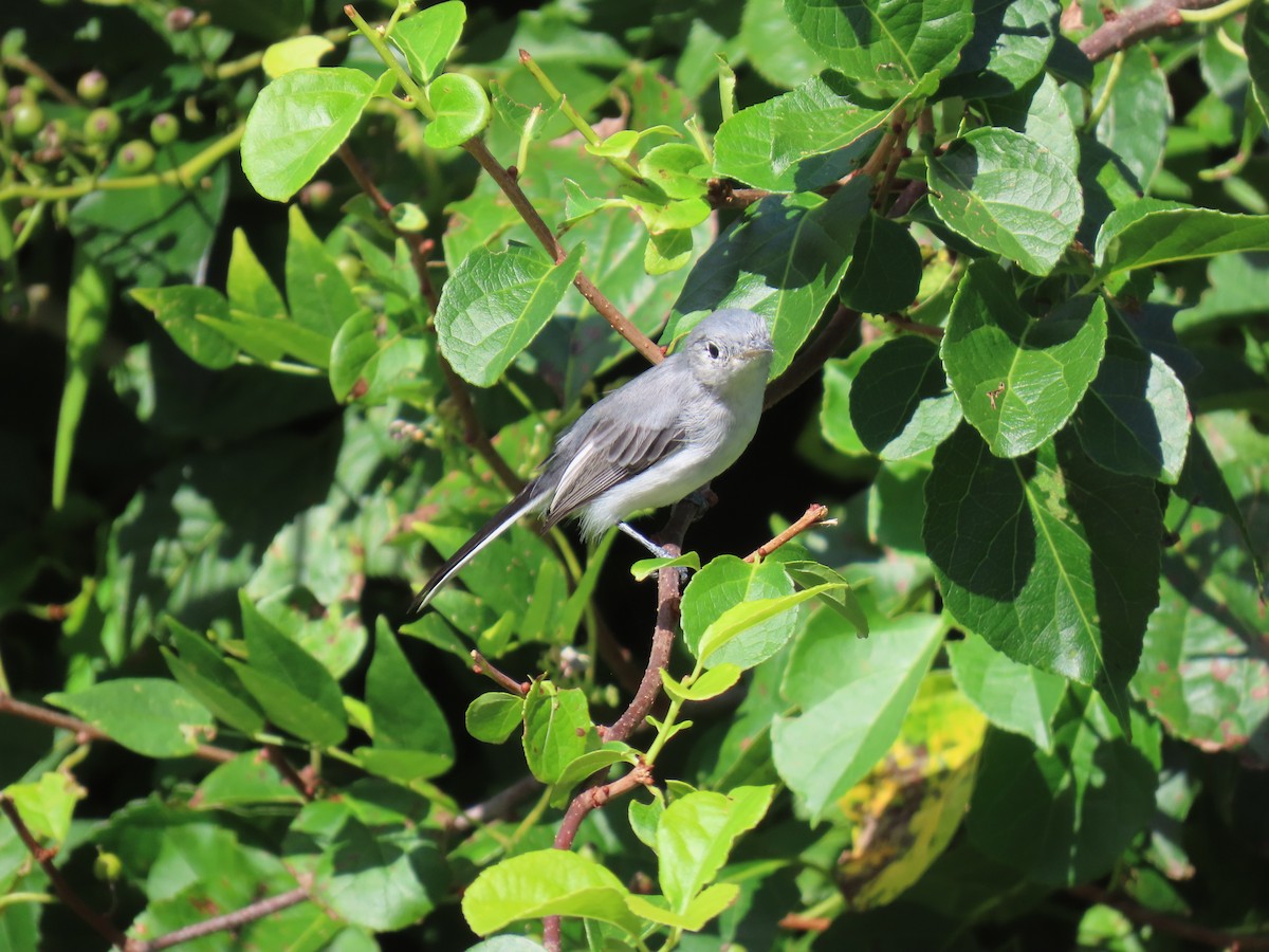 Blue-gray Gnatcatcher - ML623087676