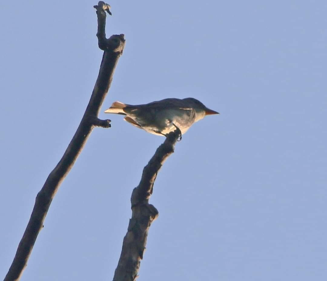 Olive-sided Flycatcher - ML623087685