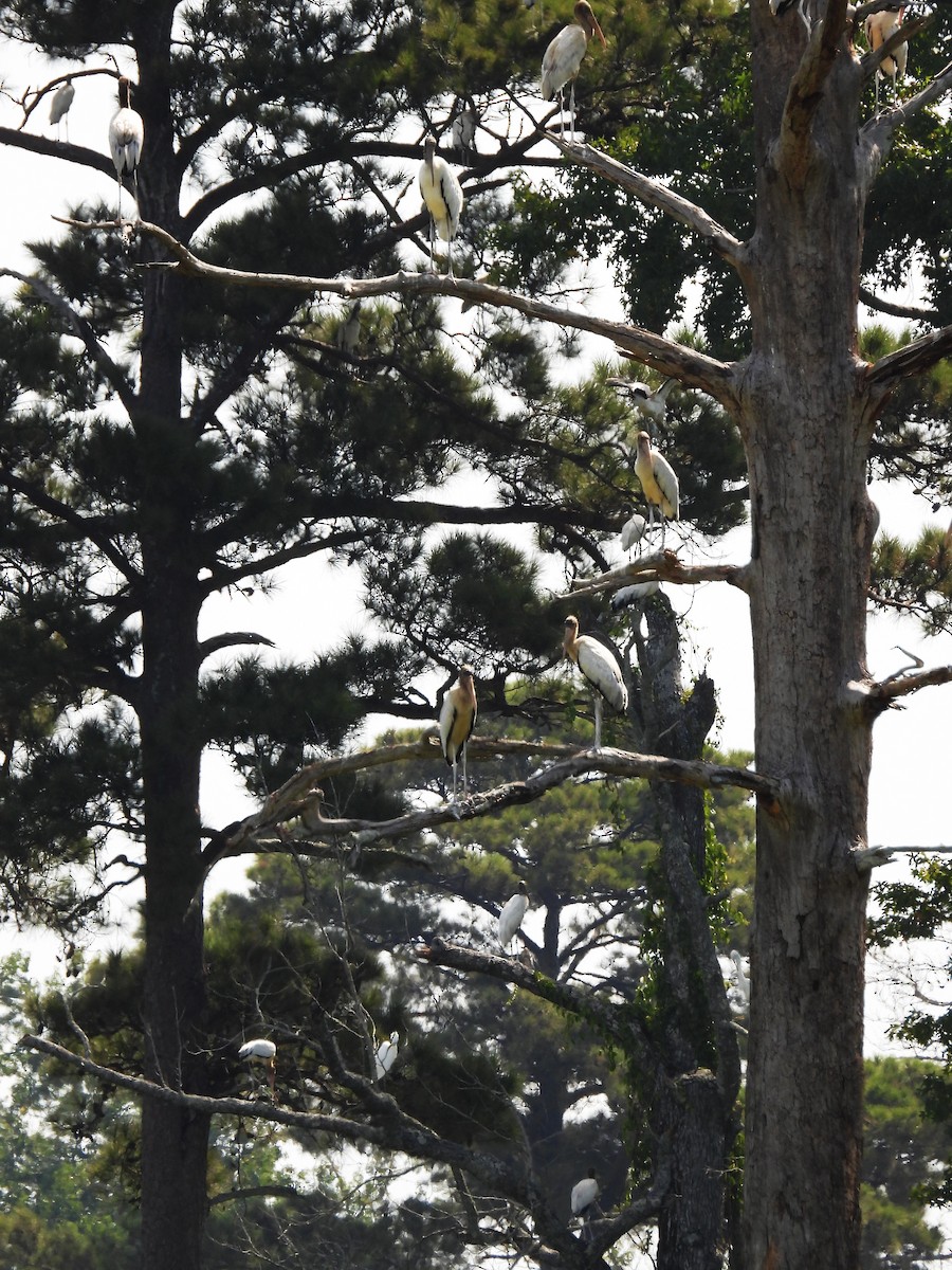 Wood Stork - ML623087707