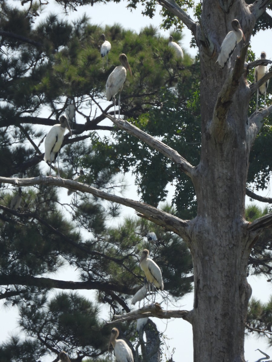 Wood Stork - ML623087711