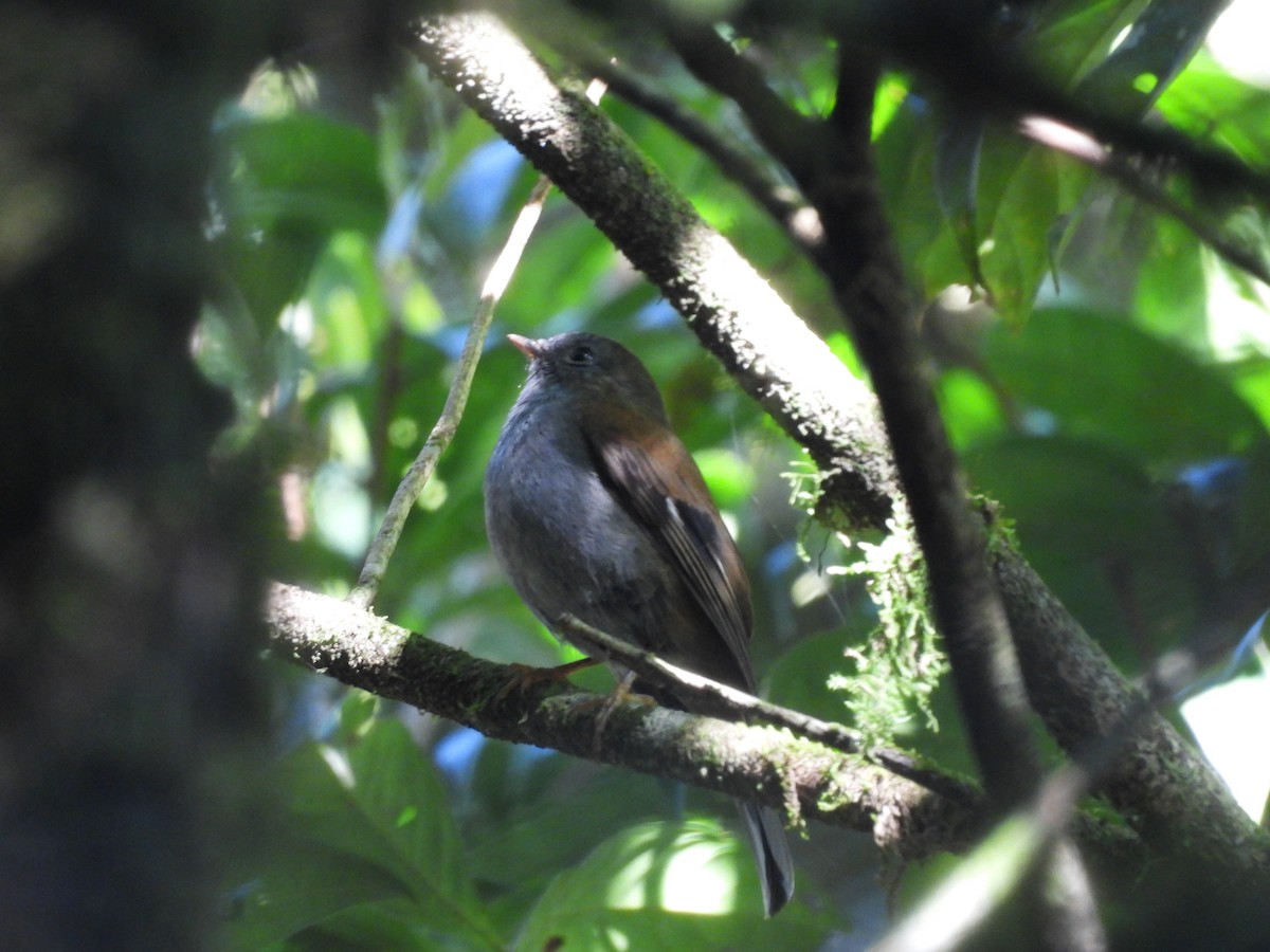 Andean Solitaire - ML623087720