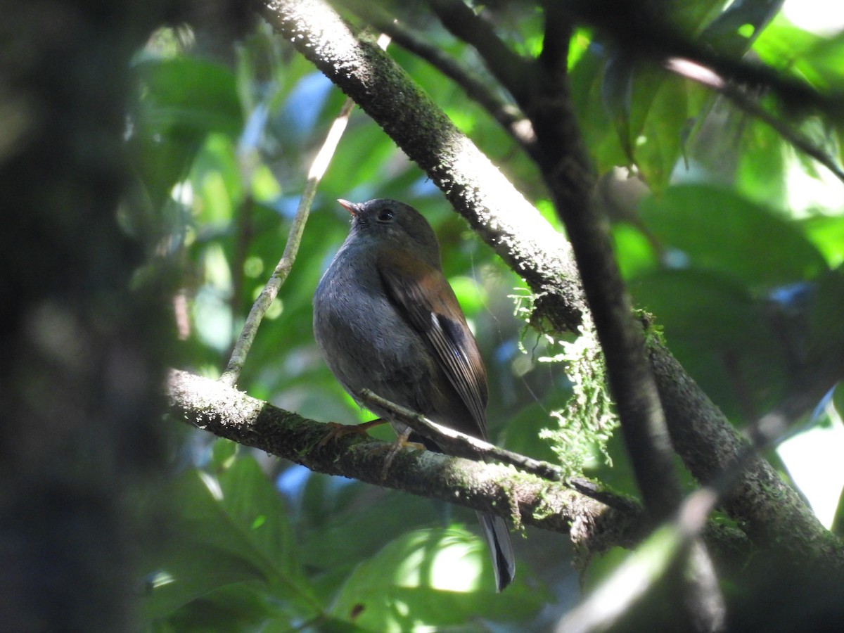 Andean Solitaire - ML623087721