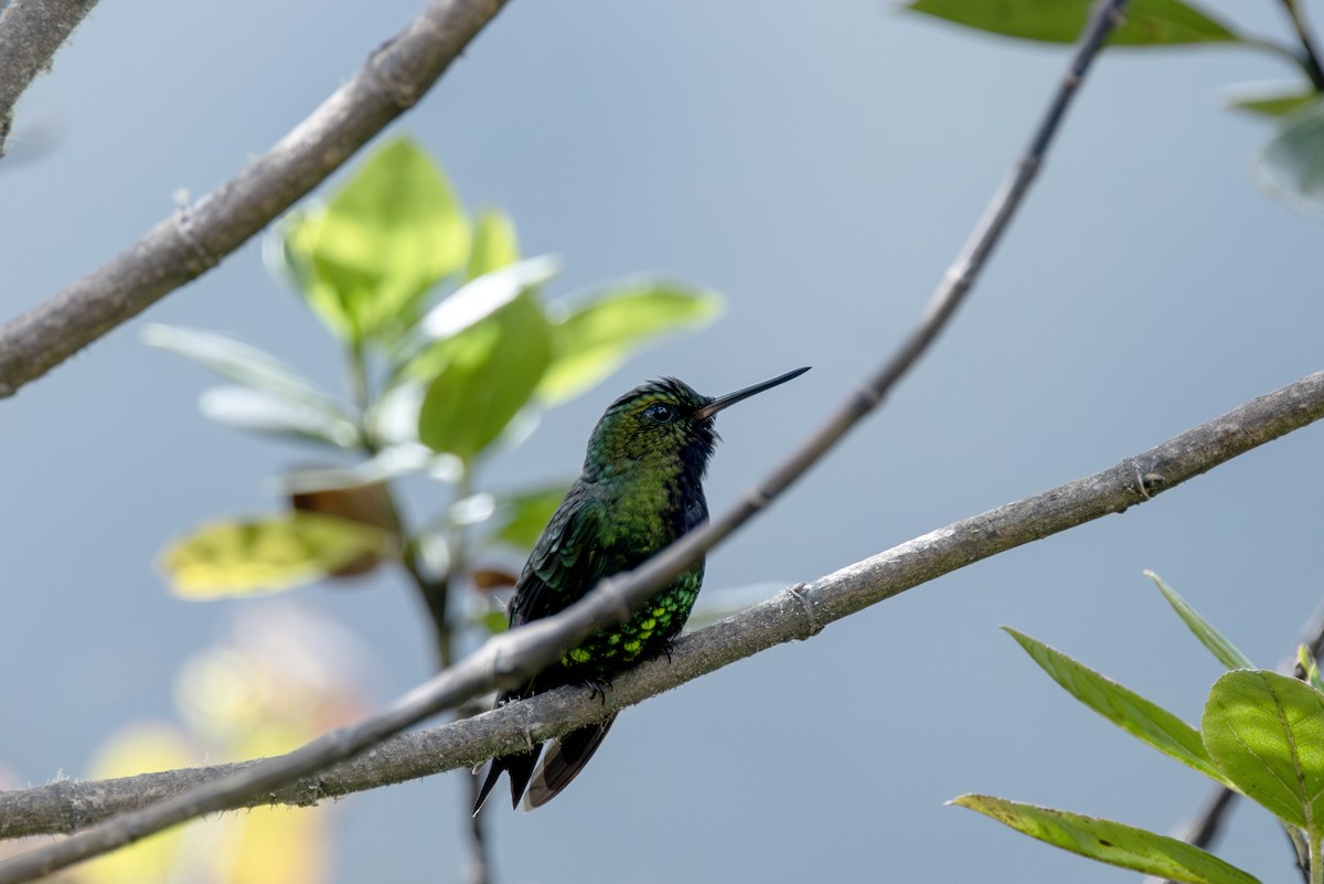 Black-thighed Puffleg - ML623087746