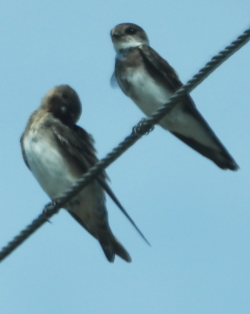 Northern Rough-winged Swallow - ML623087780