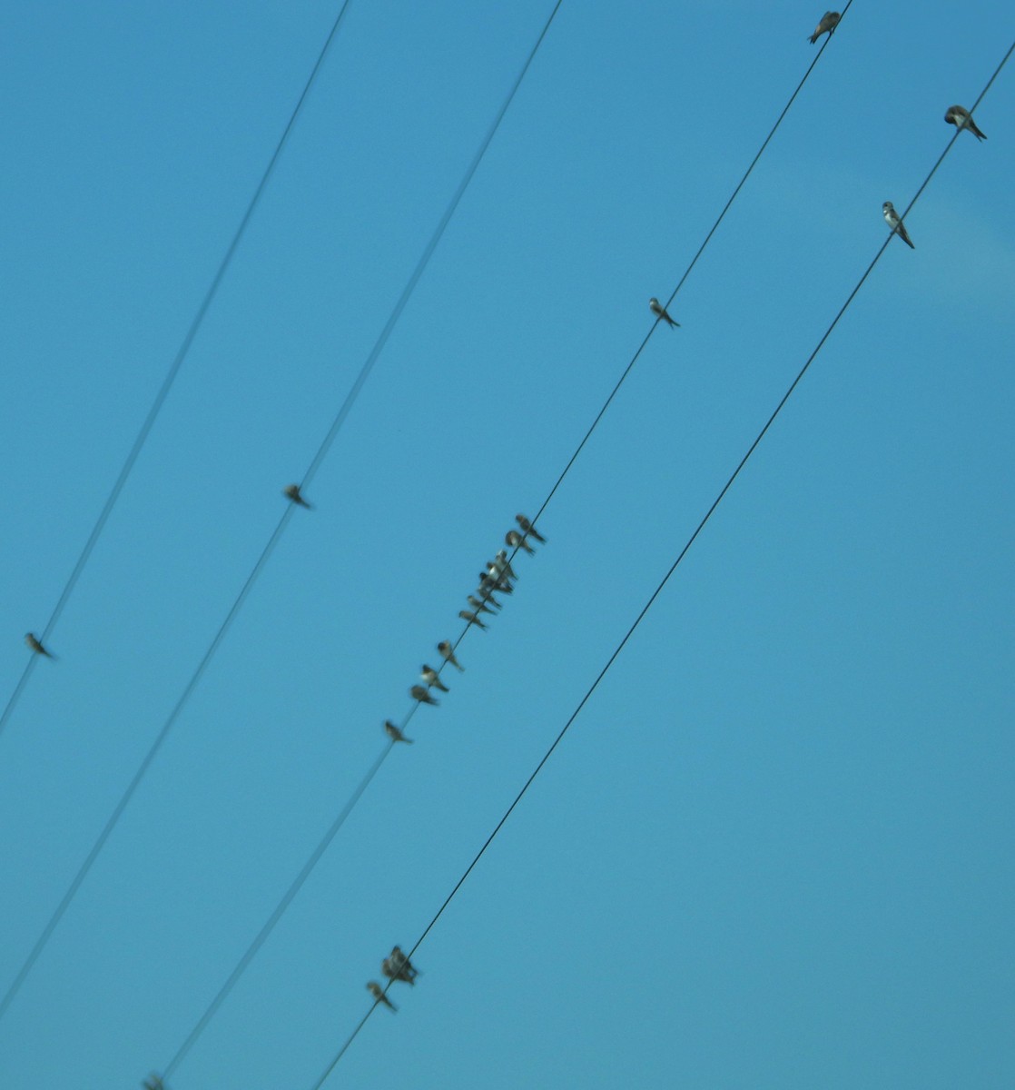 Northern Rough-winged Swallow - ML623087781