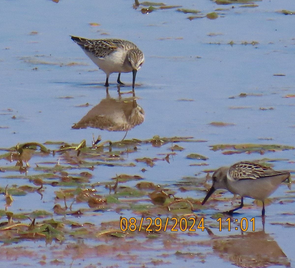 Western Sandpiper - ML623087783