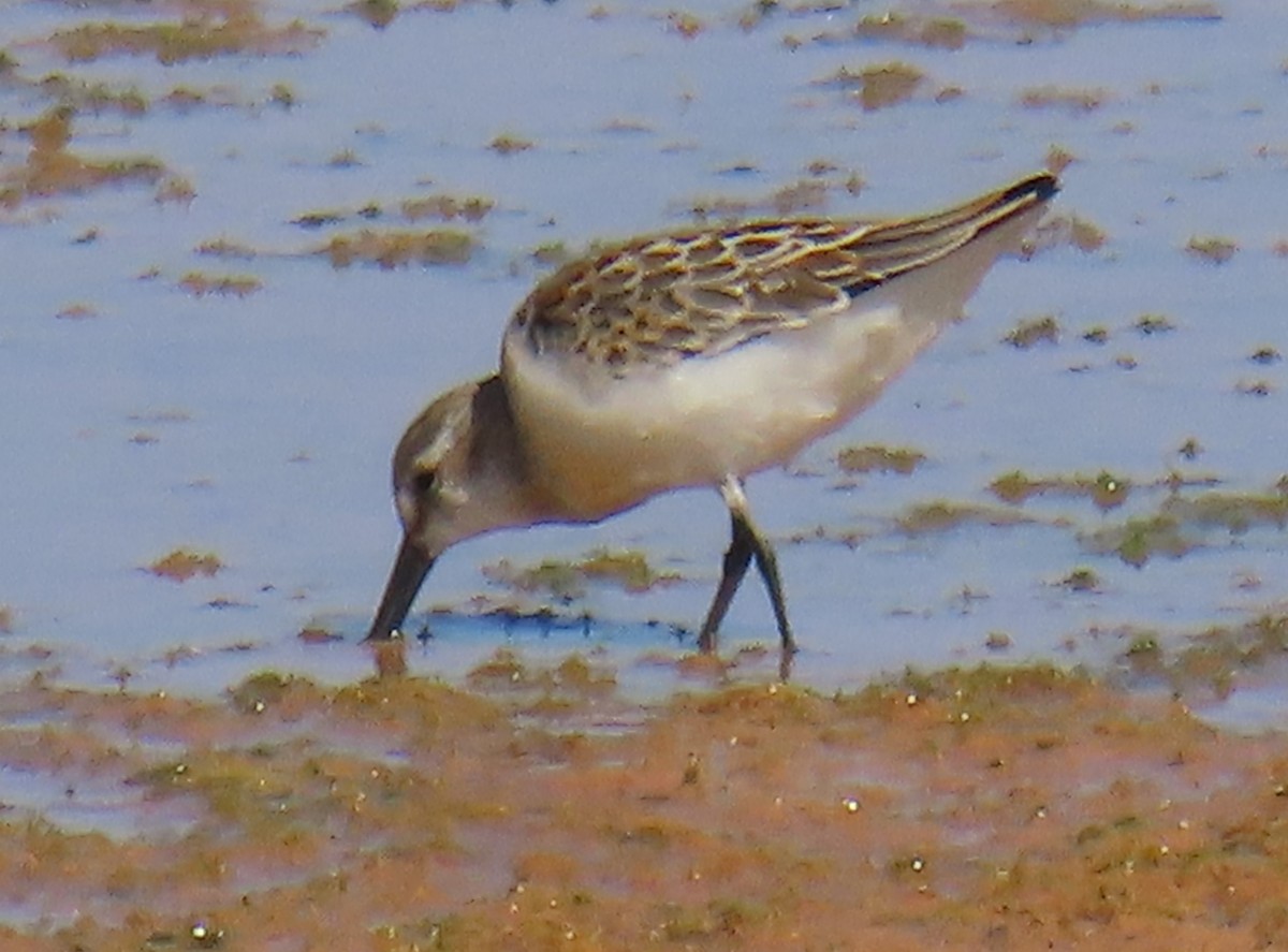 Western Sandpiper - ML623087803