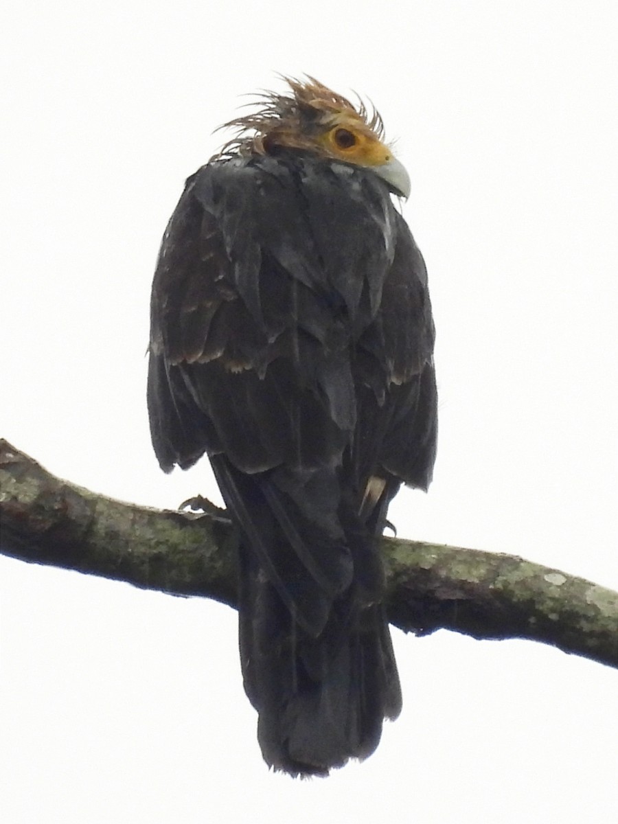 Yellow-headed Caracara - ML623087806