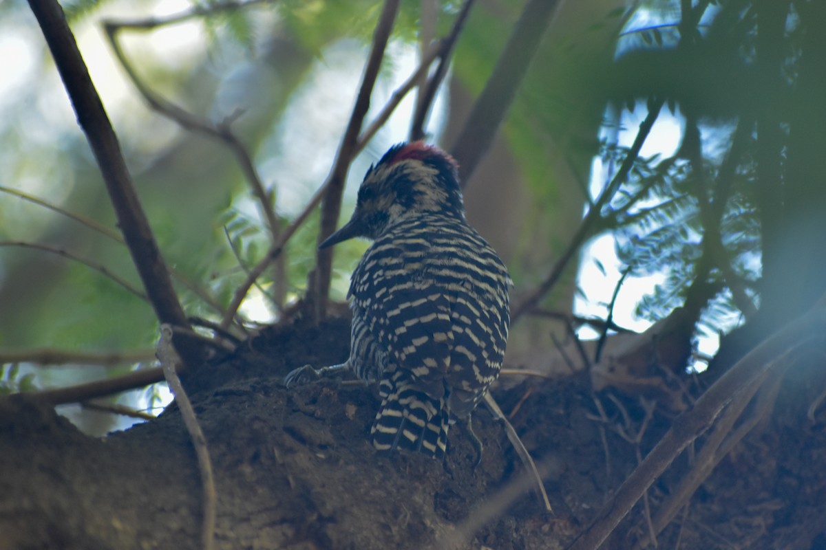 Striped Woodpecker - ML623087818