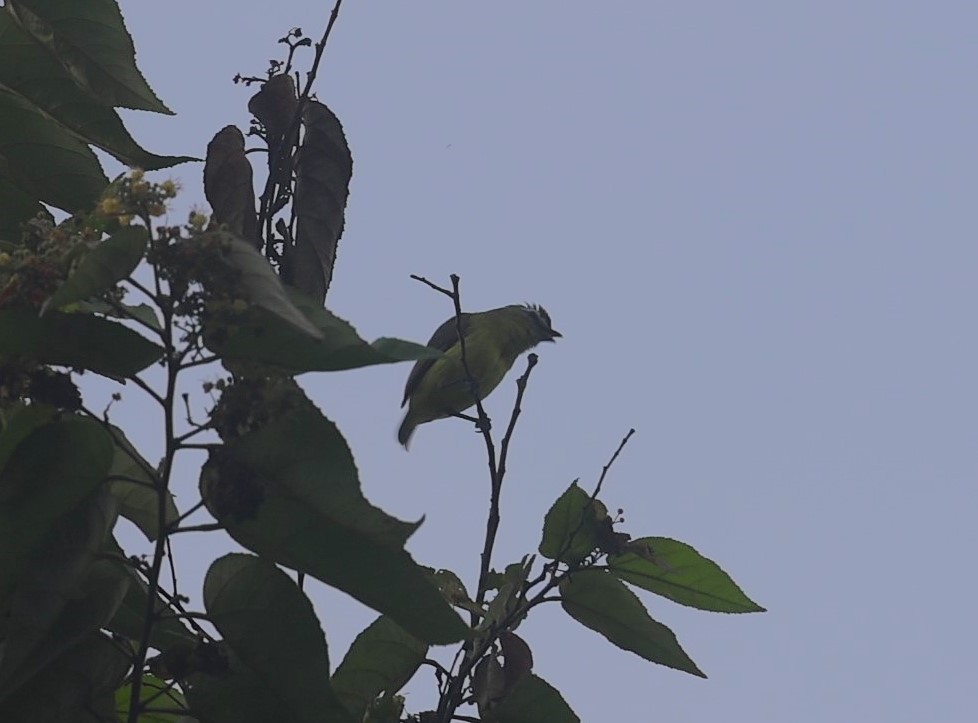 Brown-capped Tyrannulet - Pam Rasmussen