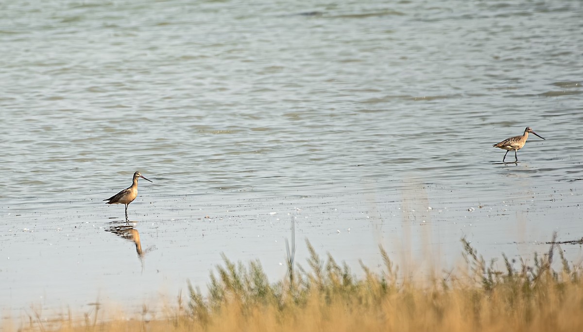 Hudsonian Godwit - Thomas Kallmeyer