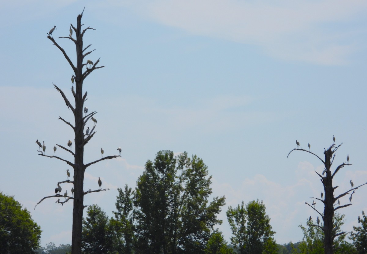 Wood Stork - ML623087825