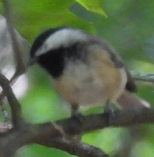 Carolina/Black-capped Chickadee - ML623087872